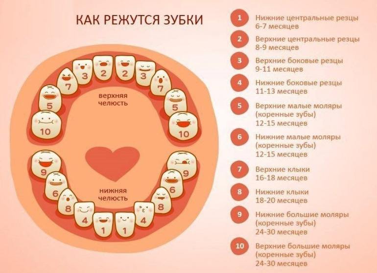 Как прорезаются молочные зубки